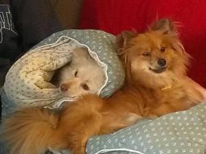two cute Poms