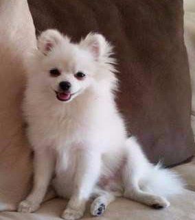white male Pomeranian on sofa