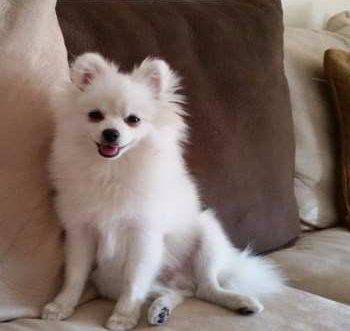 adult white Pomeranian