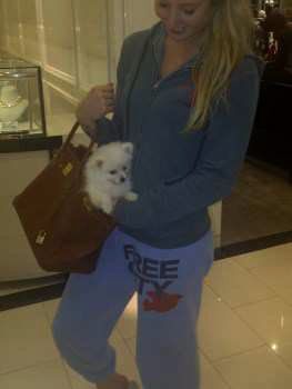 white Pomeranian in pocketbook 
