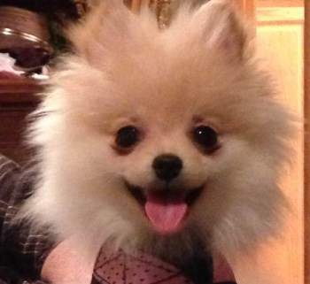 white Pomeranian puppy smiling