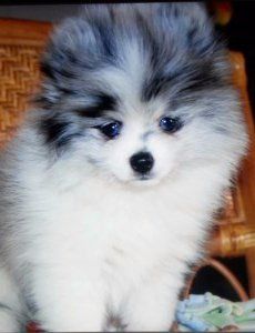 merle colored Pomeranian