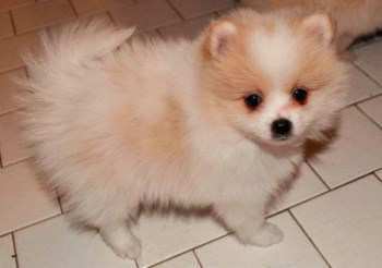 white and tan Pomeranian