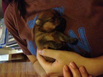 young brown Pomeranian puppy