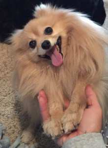 rescued Pomeranian