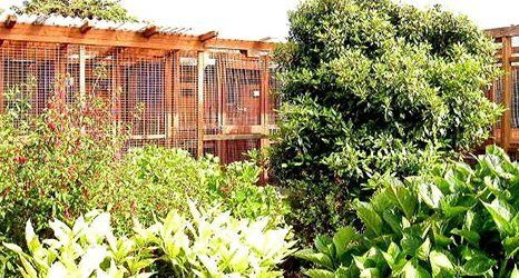 accommodation for your cat