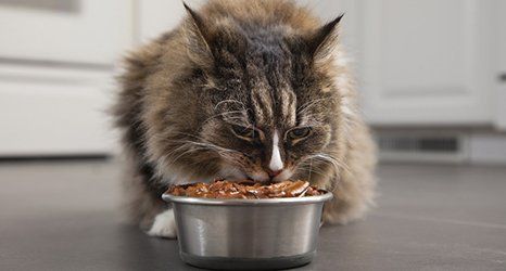 Quality pet food