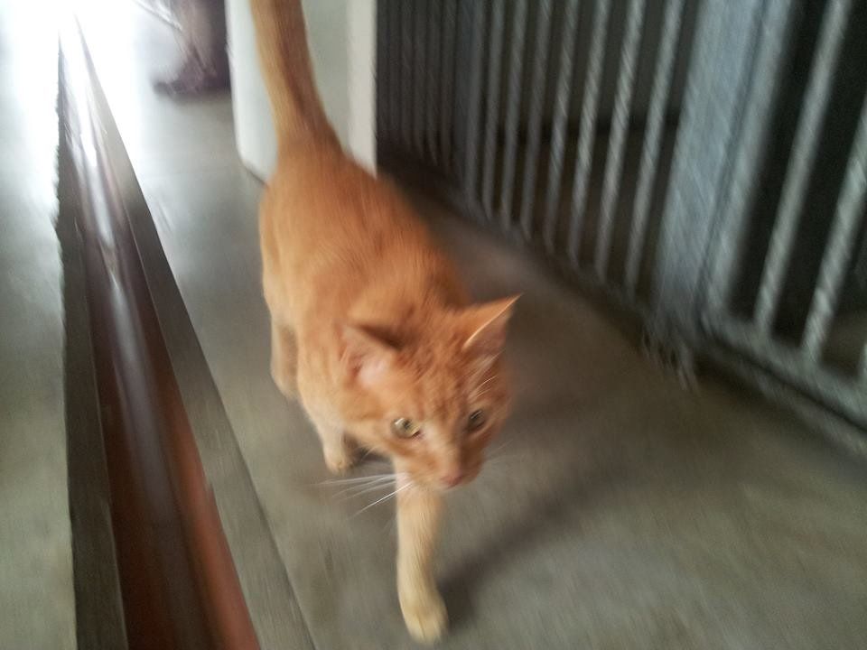 cat