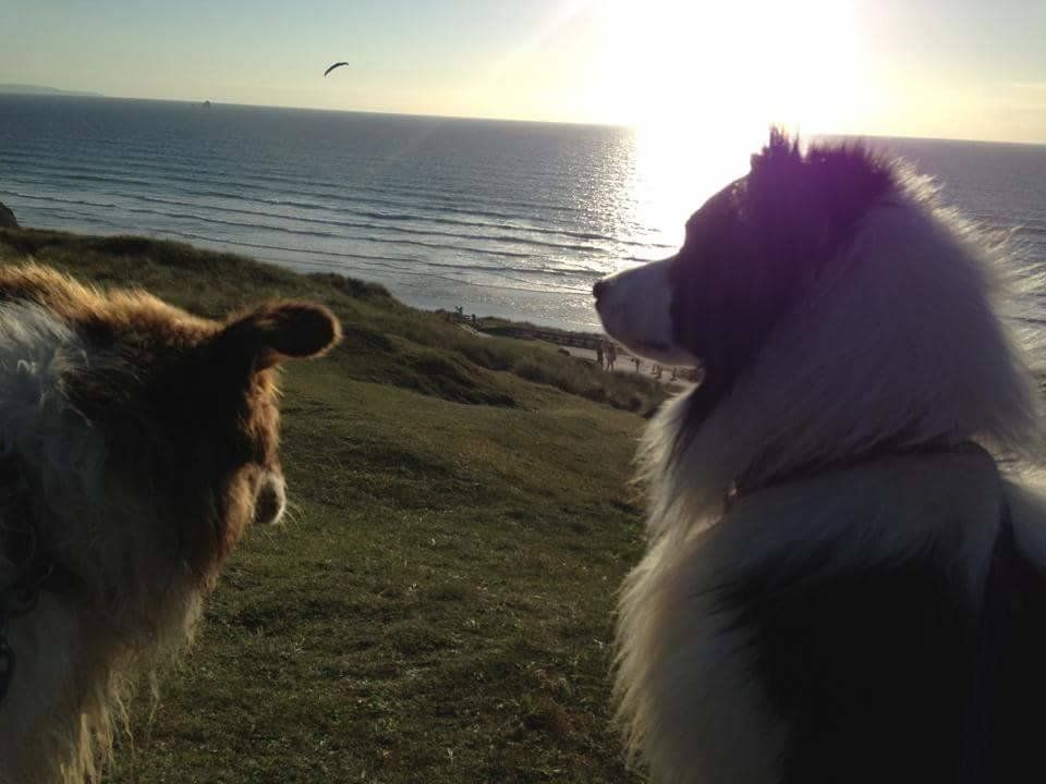 dogs