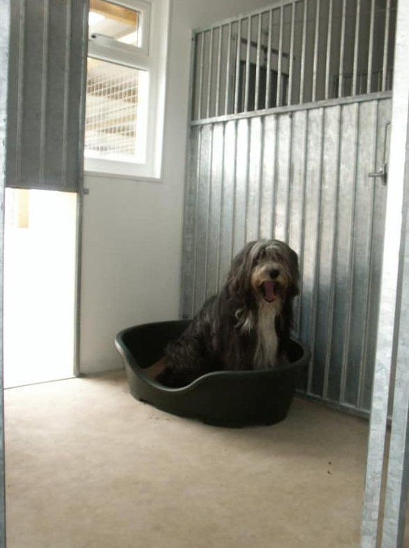 dog care