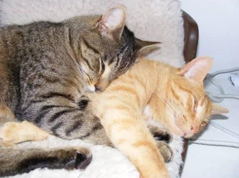 cats sleeping