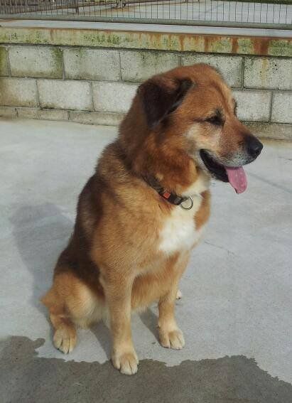 a dog sitting