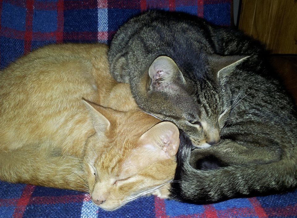 cats