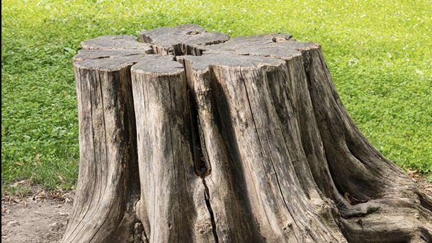 A large tree stump sitting on top of a lush green field.