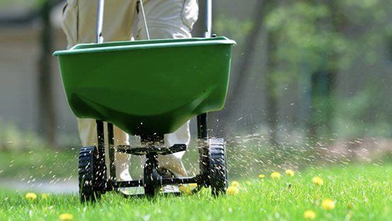A person is spreading fertilizer on a lush green lawn.