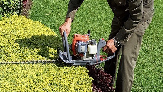 A man is cutting a bush with a hedge trimmer.