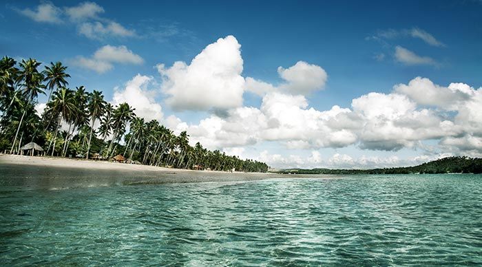 Uma praia com palmeiras e um corpo d'água