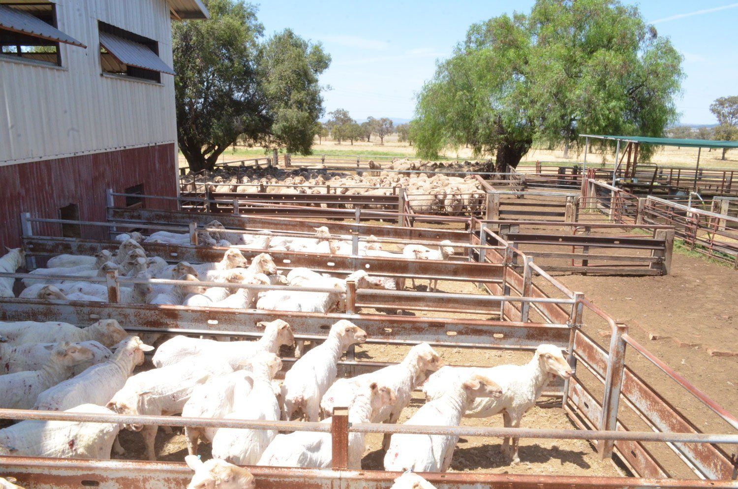 SHeep Pen