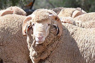 Sheep