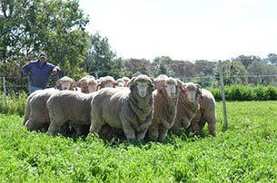 Sheeps
