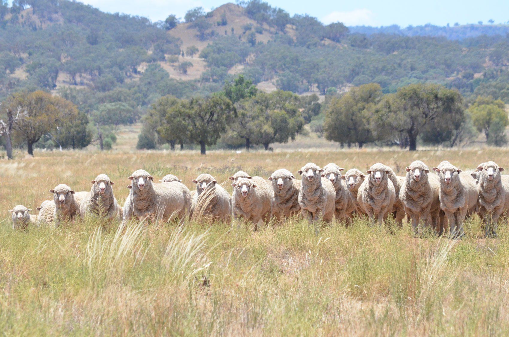 Sheep On Field
