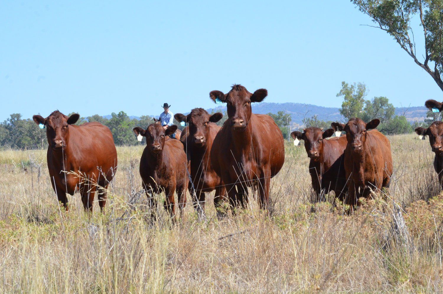 Cows on FIeld 2