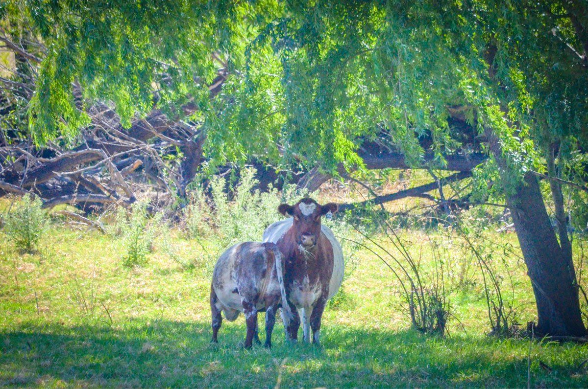 Cow on Field