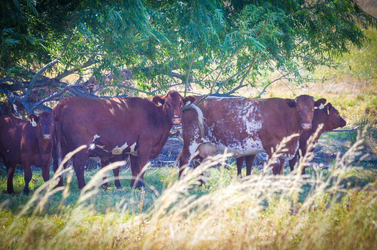 Cattle