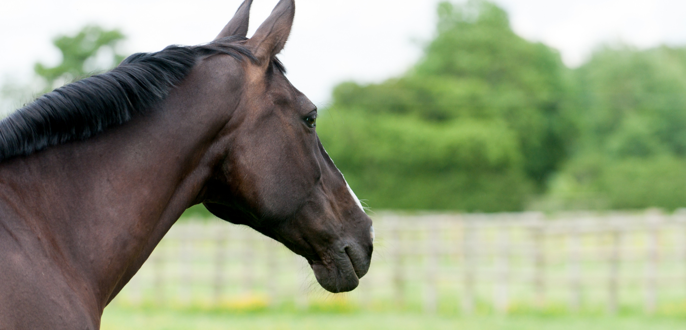 equestrian-paddock-fencing-march-cambs