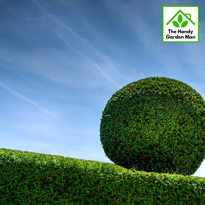 gardener-march-shaped-hedge