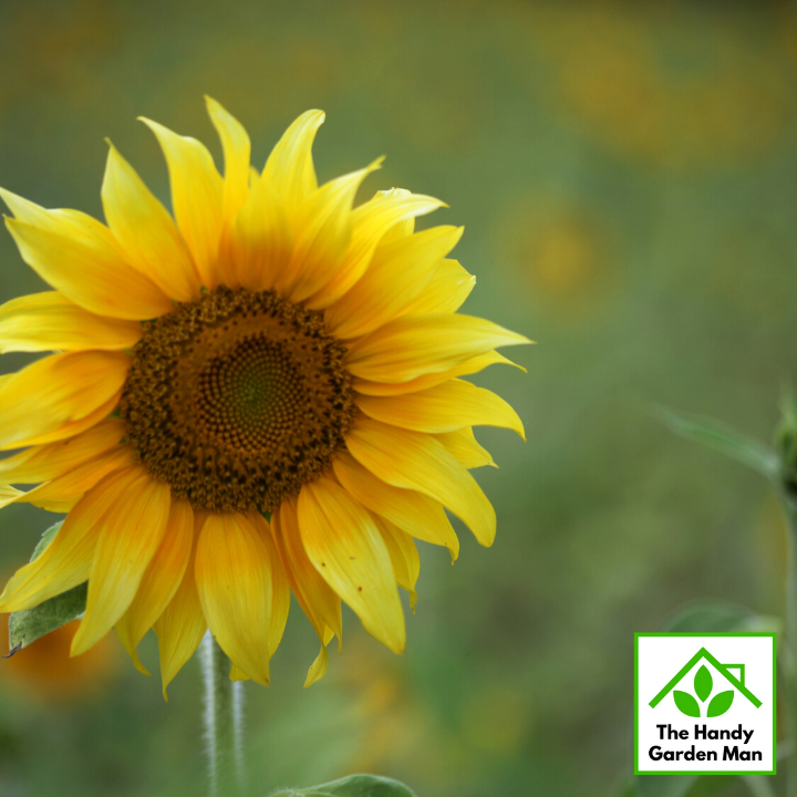 gardener-march-sunflower