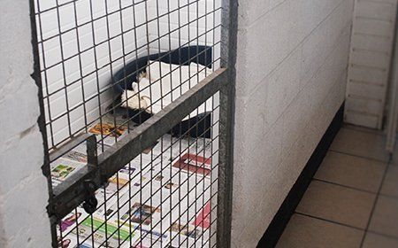 Your pet's dietary needs are taken care of