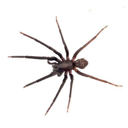 Rodent Control — Spider in Florence, OR