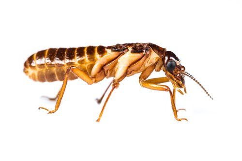 Extermination Service — Termite in Florence, OR