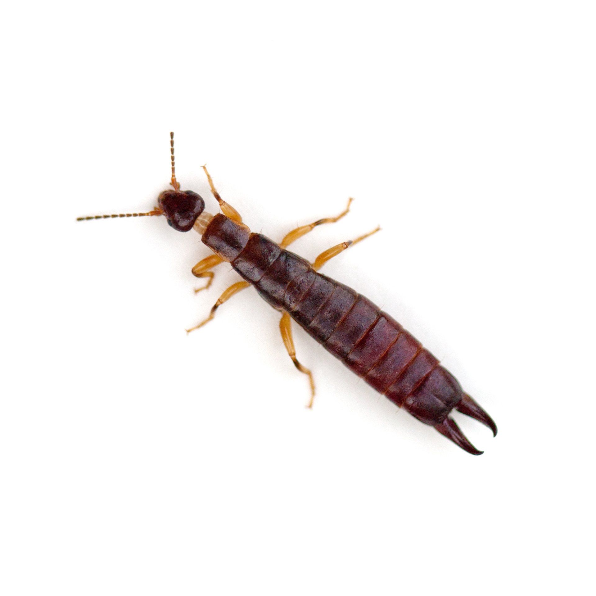 Brown earwig insect with pincer-like appendages at the rear.