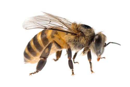 Mosquito Extermination — Wasp in Florence, OR