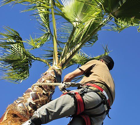 Palm Trimming — Man Trimming Palm Tree in Las Vegas, NV Palm Trimming — Man Trimming Palm Tree in Las Vegas, NV