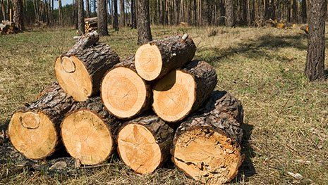 Firewood — Firewood Cords in Las Vegas, NV Firewood — Firewood Cords in Las Vegas, NV