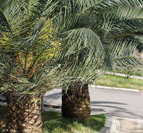 Tree Pruning — Canary Palm Trees in Las Vegas, NV Tree Pruning — Canary Palm Trees in Las Vegas, NV