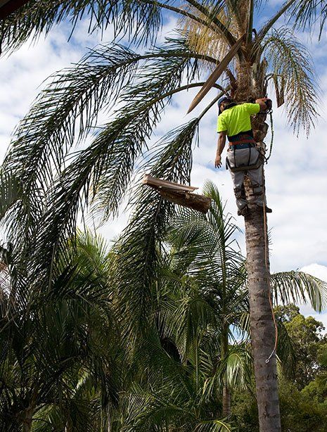 Palm Tree Trimming — Man Pruning the Palm Tree in Las Vegas, NV Palm Tree Trimming — Man Pruning the Palm Tree in Las Vegas, NV
