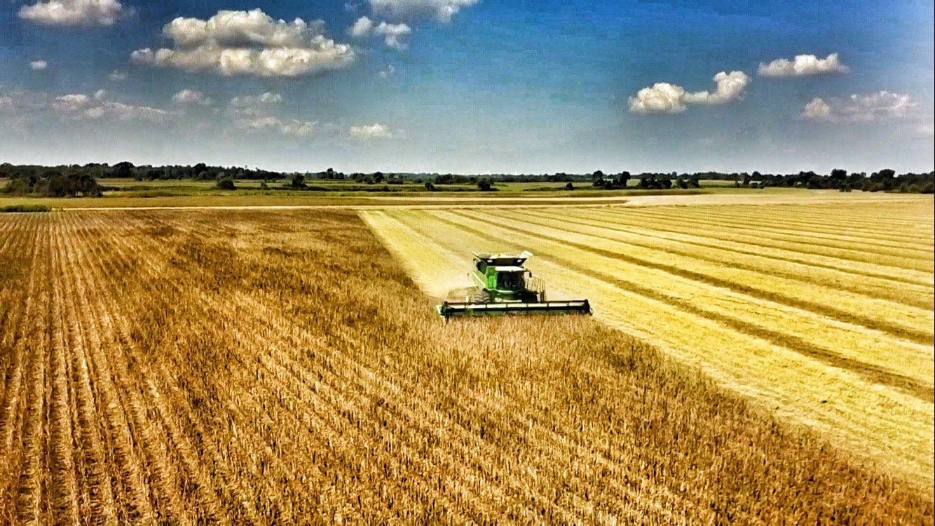Combine harvester in a field of wheat, harvesting golden grain under a blue sky with clouds.