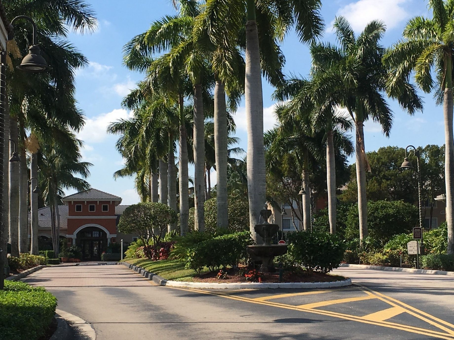 palm trees