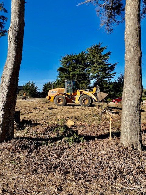 Yellow construction loader clearing land on a sunny day, framed by two trees.
