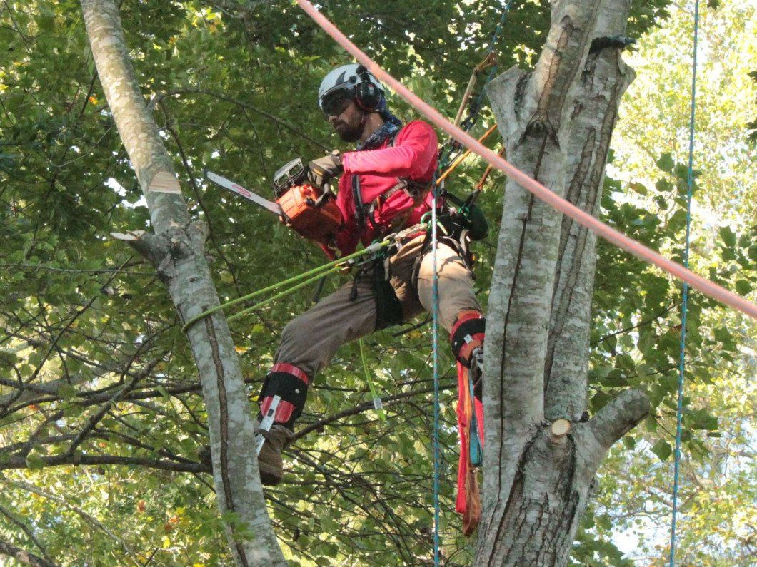 A crew working on top of the tree