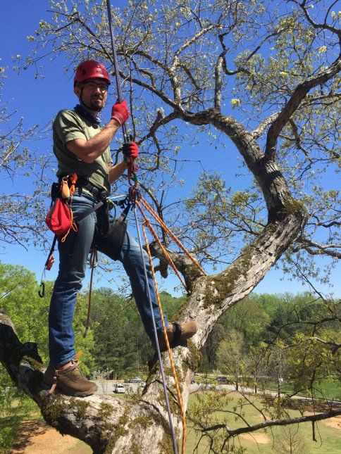 Image of Adrian Caciur on a tree