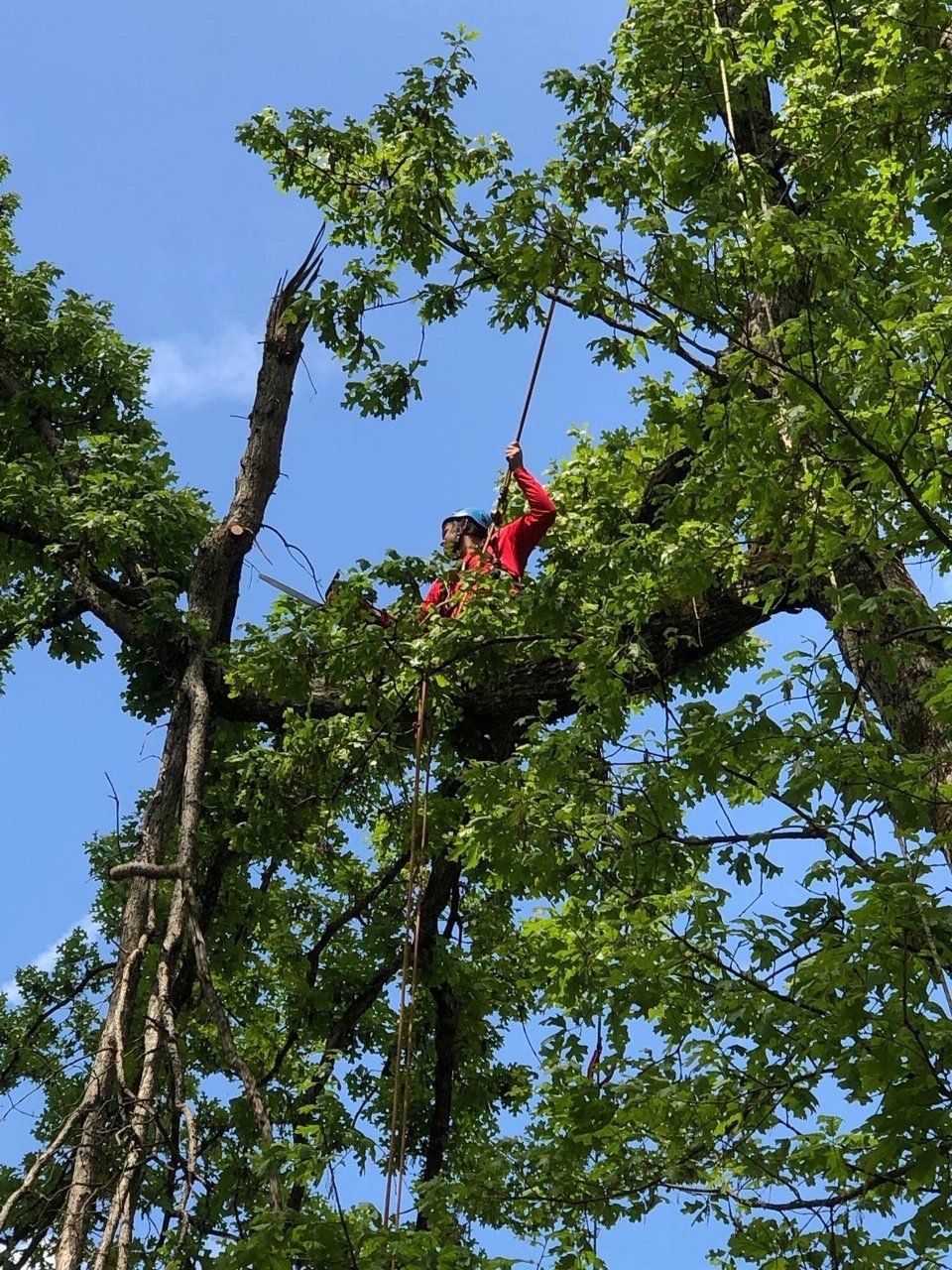 A crew working on limb removal