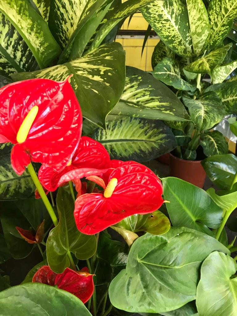 corona di fiori