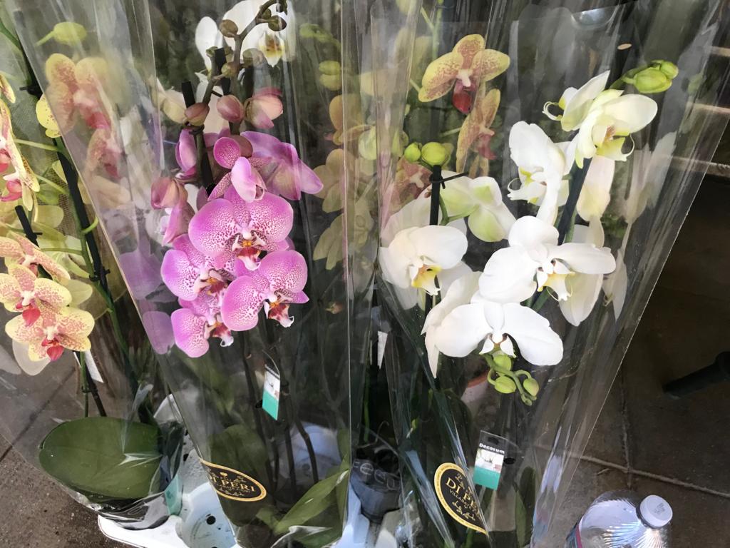 fiori particolari