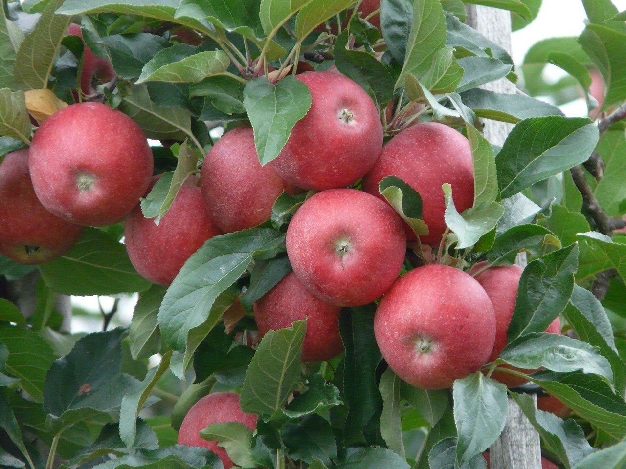 SnowSweet Apple Variety