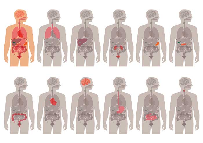 Visceral Manipulation (VM) Vancouver downtown Clinic